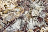 Colorful, Petrified Wood Round - Weird Patterns #265374-1